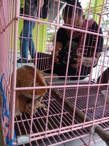 Warga Serahkan Satwa Dilindungi Kukang Ke BBKSDA Riau
