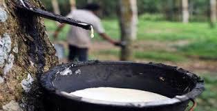 Harga Karet Anjlok, Bupati Achmad Minta Warganya Cari Alternatif Lain
