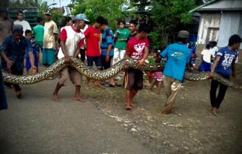 Bunuh warga Inhu, Ular Python sepanjang 6 meter diamankan