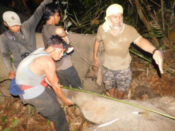 Terjadi Lagi, Gajah Liar Terjerat Nilon di Riau