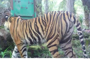 BBKSDA Riau akhirnya pertimbangkan gunakan Bius tangkap Harimau