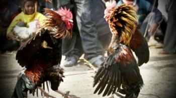 Sempat ditahan, Polisi lepaskan 9 orang saat gerebek sabung ayam di Bengkalis, tersangka malah DPO