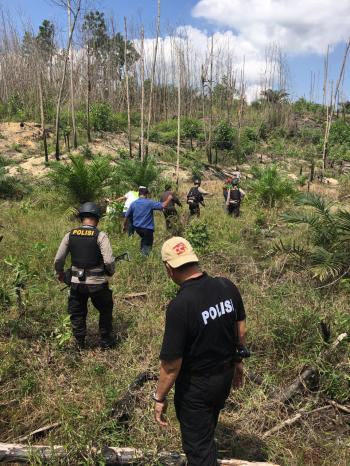 Waduh! Ternyata Ada Ladang Ganja Siap Panen di Rumbai Pesisir