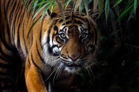 Harimau Sumatera Berkeliaran di Areal PT Chevron
