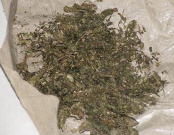 Polsek Ujung Batu Amankan IRT Miliki Narkoba Jenis Daun Ganja Kering 1 Kg