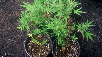 Tanam 10 batang ganja di ember, 2 warga Pelalawan diciduk Polisi