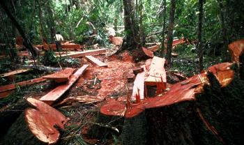Dishut Kampar seakan tak peduli hutan penyangga dibabat