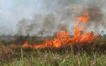 1.026 hektar hutan di Riau dilalap api, 18 ton garam sudah disemai