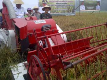 Bupati Rohil Panen Padi di Teluk Pulau Hulu