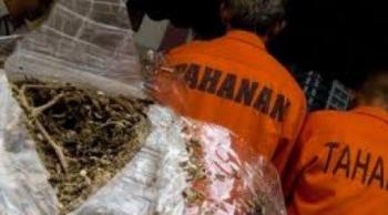 Polres Rohul Ciduk Dua Pengedar Beserta 1,5 Kg Ganja Kering