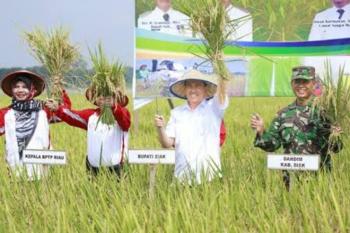 Kepedulian Pemda Siak terhadap Petani Sukses Meningkatkan Produksi Padi