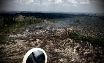 Danlanud geram, sebut 80 hektar Hutan Lindung Tesso Nilo sengaja dibakar