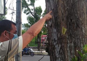 DLHK : Pohon di Simpang Arifin Achmad Pekanbaru Kena Hama