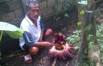 Hah ! Ada Bunga Raflesia di Bangkinang?