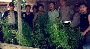 Brantas narkoba, Polres Inhil ciduk petani ganja di Keritang