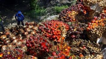 2 Perampok spesialis minyak CPO diciduk Polda Riau