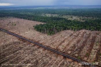 APRIL Akui Foto Temuan Greenpeace di Pulau Padang, Tapi Bukan Lahan Gambut