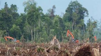Garap Hutan, YLBHR gugat PT Bumi Sawit Perkasa & eks anggota DPRD Kampar