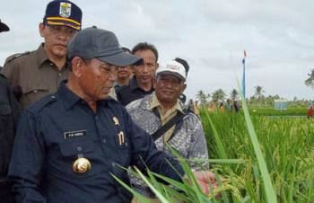Pelalawan Targetkan Jadi Penghasil Gabah dan Benih Lokal Berkualitas