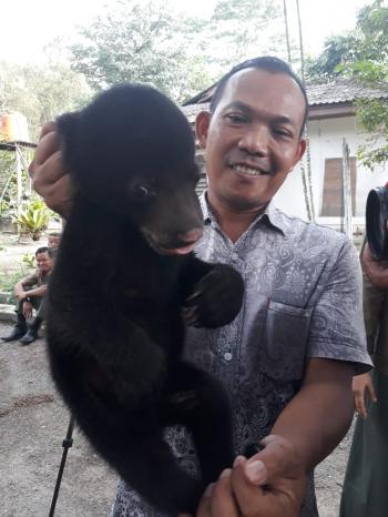 Bayi Beruang Ditemukan Terlantar Di HTI Arara Abadi