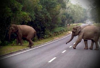 Tanaman warga dirusak, tim Polres Inhu pantau aktivitas gajah liar