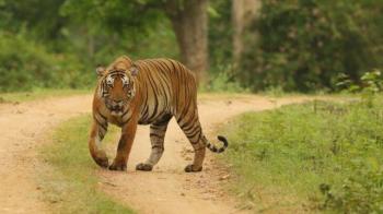 Warga Asal Sumsel Diterkam Harimau Sumatera Di Kawasan Hutan Indragiri Hilir