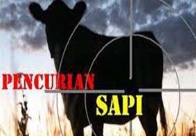 Curi Sapi Warga, Mobil Truk Pelaku Gosong Dibakar Massa
