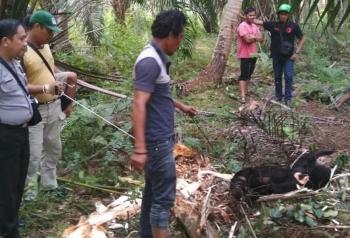 Seekor Beruang Madu di Inhil terjerat warga