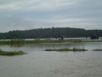 Direndam Banjir, lahan sawah di Rohil terancam gagal panen