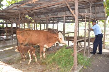  Danlanud Saksikan Kelahiran Anak Sapi Milik TNI AU Pekanbaru
