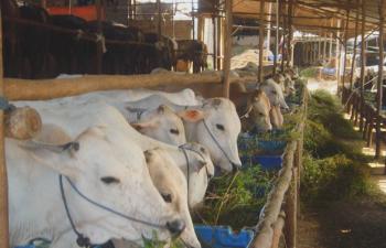Menjelang Idul Adha, Harga Sapi di Pekanbaru Capai Rp 20 Jutaan
