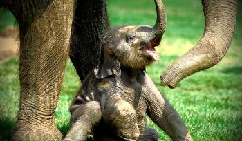 "Lisa (bayi gajah), Selamat Datang di Taman Nasional Tesso Nilo.."