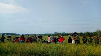 Prajurit TNI Bantu Panen Perdana di Kampar
