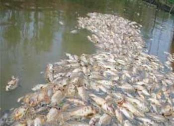 Limbah pabrik sawit bunuh Ikan di Sungai Ngaso Ujung Batu Rohul