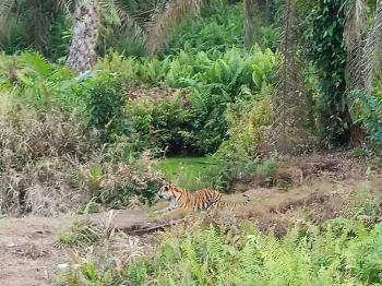 Harimau Terkam Warga Berkeliaran Sejak 2016