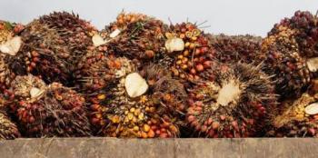 Tanam Sawit di Aliran Sungai, Dewan kecam PT Musim Mas