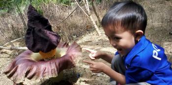 Heboh! Bunga Bangkai Tumbuh di Halaman Rumah Mbah Wasni