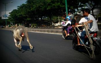 Seruduk warga, kerbau ngamuk saat akan disembelih