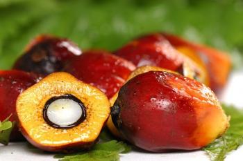 Harga Minyak Sawit Mentah Mengalami Koreksi Tajam