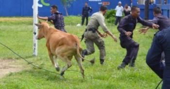 Saat Mau Disembelih, Sapi Jantan Ini Nyelonong ke Toko Swayalan