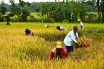 Pemkab Rohil sambut baik Swasembada Pangan 2017