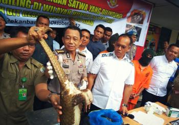 Polda Riau selamatkan 70 ekor Trenggiling selundupan