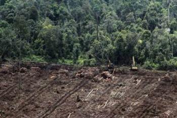 Buka Hutan di Bengkalis, PT RRL Jamin Tak Usik Warga Tempatan