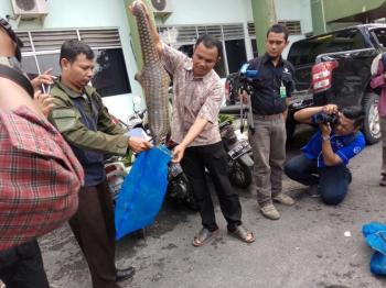 102 Trenggiling sitaan Lanal Dumai diserahkan ke BBKSDA Riau