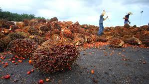 Sentimen Positif, Harga TBS Sawit di Riau tembus Rp2000 per Kg