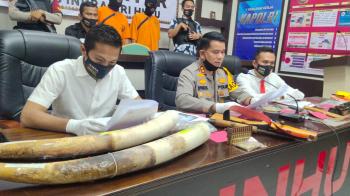 Polisi Bekuk Pemburu Gajah di Indragiri Hulu