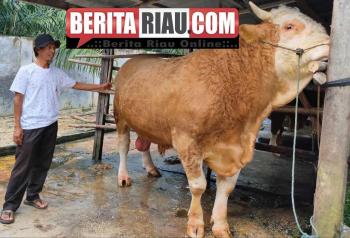 Sapi Kurban Bobot 897 Kg Milik Anggota DPRD Pekanbaru Dibeli Jokowi