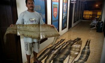Polisi Pelalawan ciduk Pedagang kulit binatang yang dilindungi
