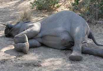 Tragis! 10 Ekor Gajah Mati di Riau, Mayoritas di Kawasan HTI