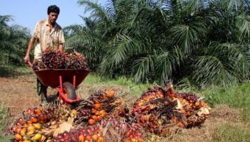 Pemkab Rohil Optimis Tingkatkan Pendapatan Asli Daerah